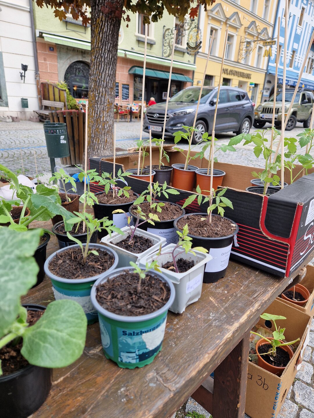 Verschiedene Tomatenpflanzen auf einem Tisch aufgestellt