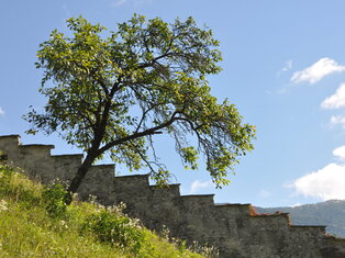 Baum