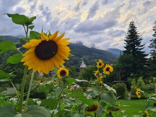 Sonnenblumenfeld